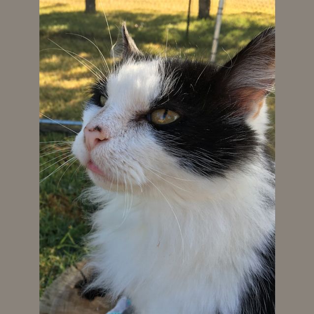 Photo of Badger