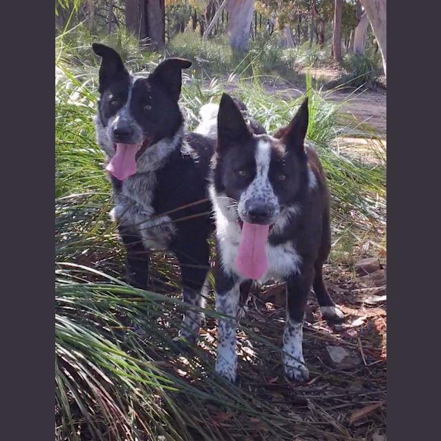 Photo of Rex & Harry