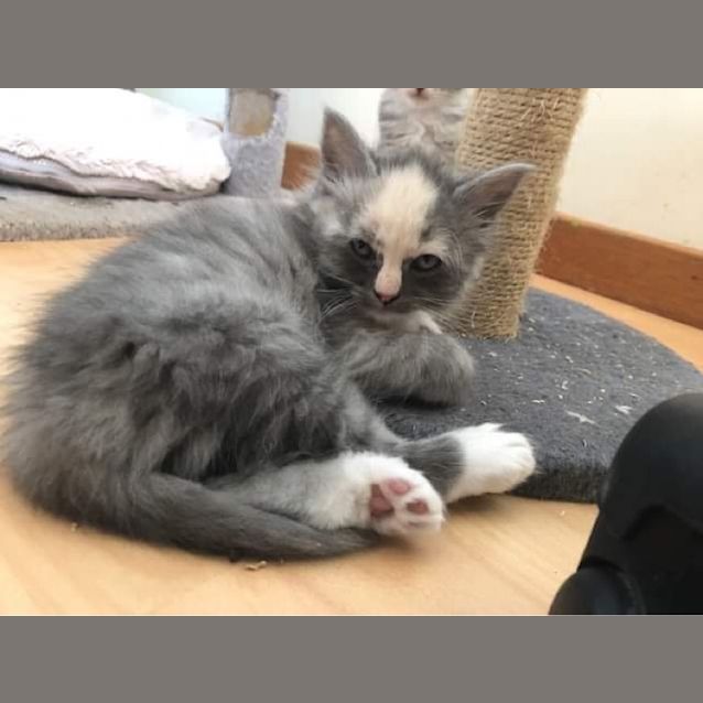 Photo of Marshmallow