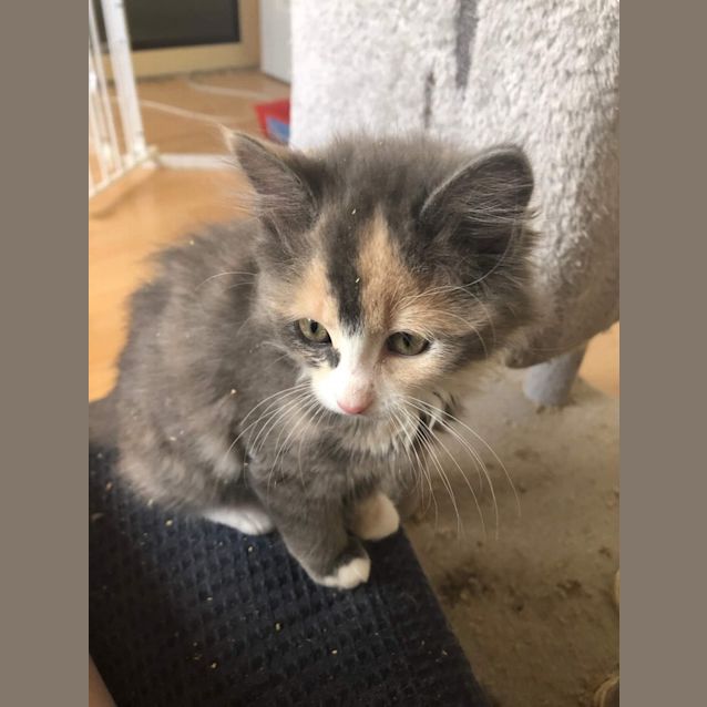 Photo of Twix