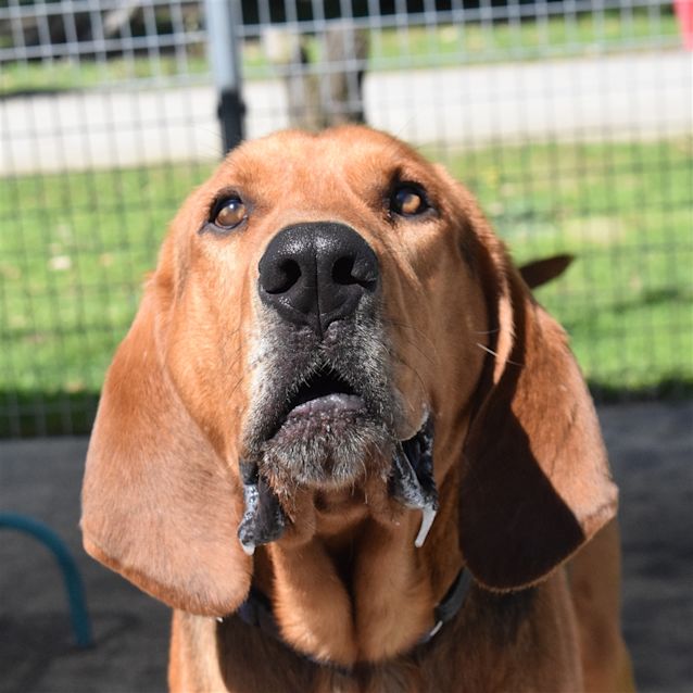 Photo of Schooner