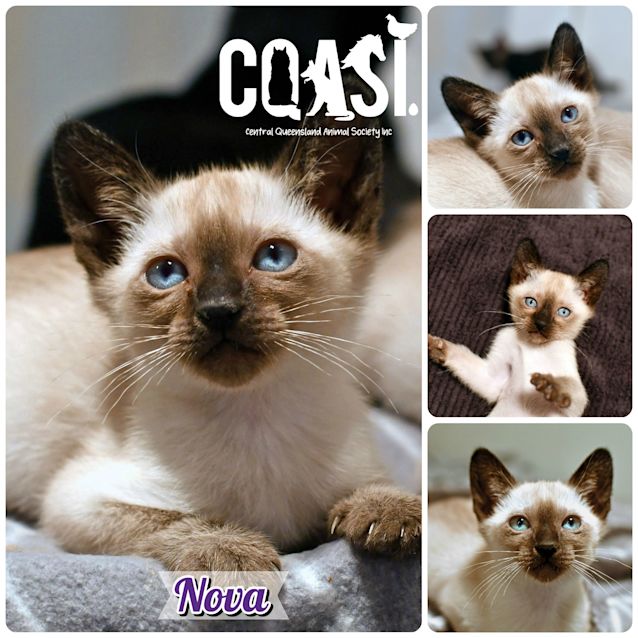 Photo of Nova