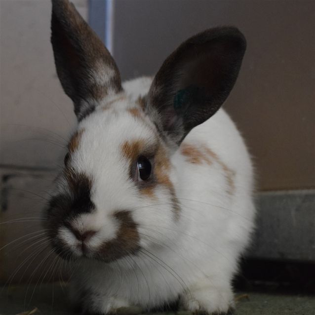 Photo of Hazelnut