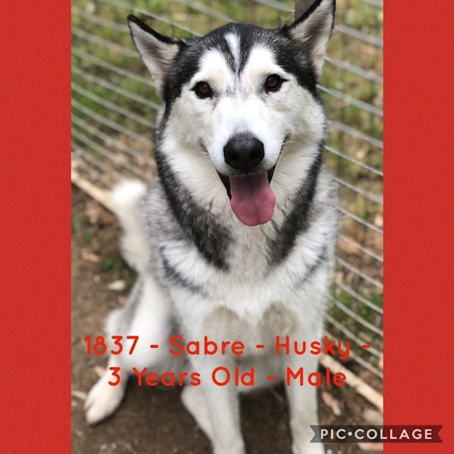 Photo of #1837 Sabre 