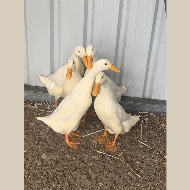 Photo of Daisy