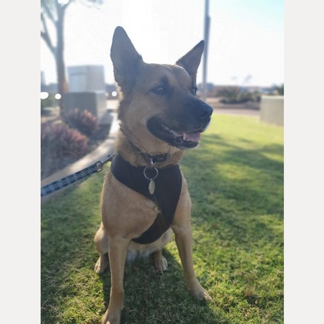 Photo of Sheriff (Brienne)