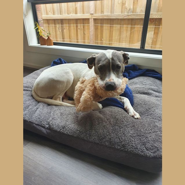 Photo of Chevy