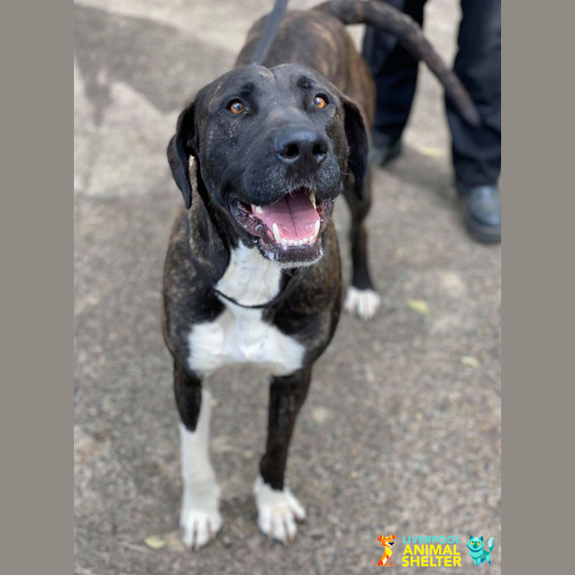 Photo of Sarge 2yo Great Dane X