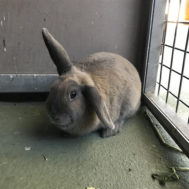 Photo of Honey