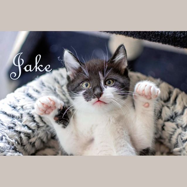Photo of Jake