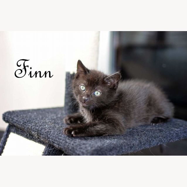 Photo of Finn