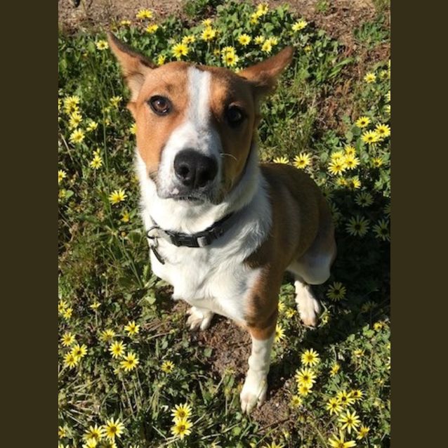 Photo of Ruby