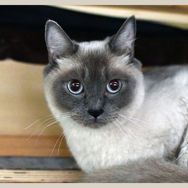 Photo of Cappuccino