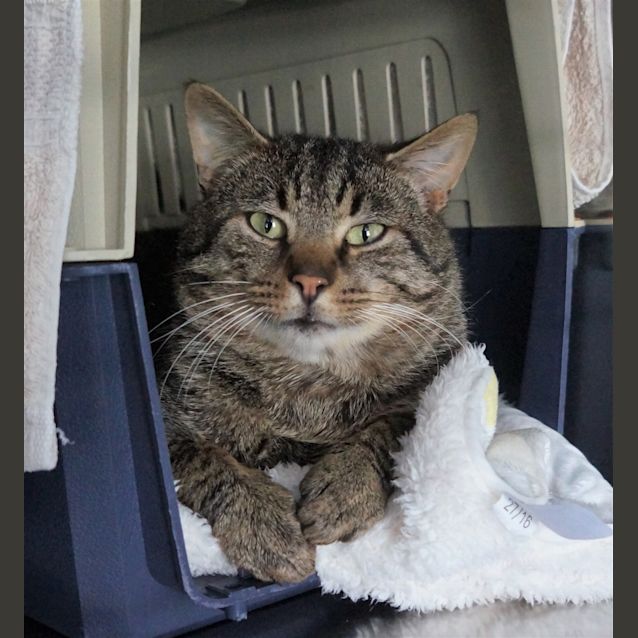 Photo of Aries