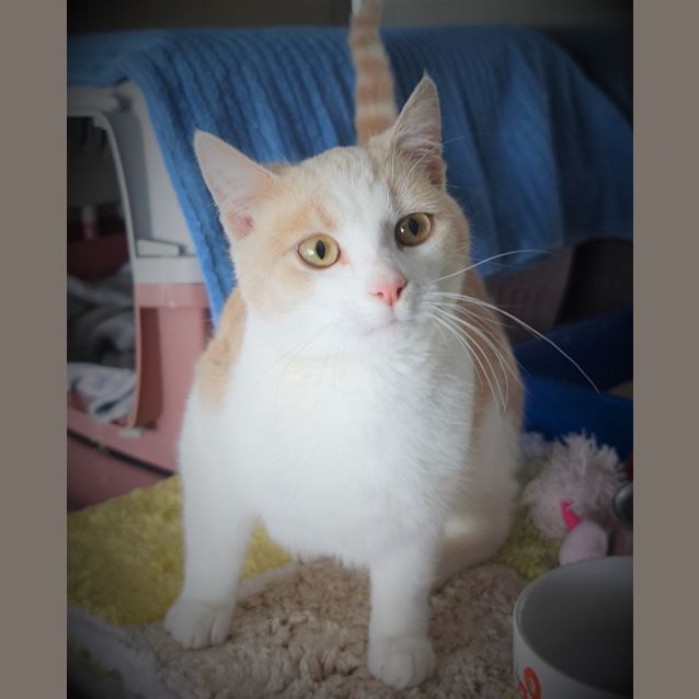 Photo of Boone