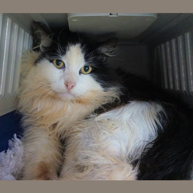 Photo of Apollo