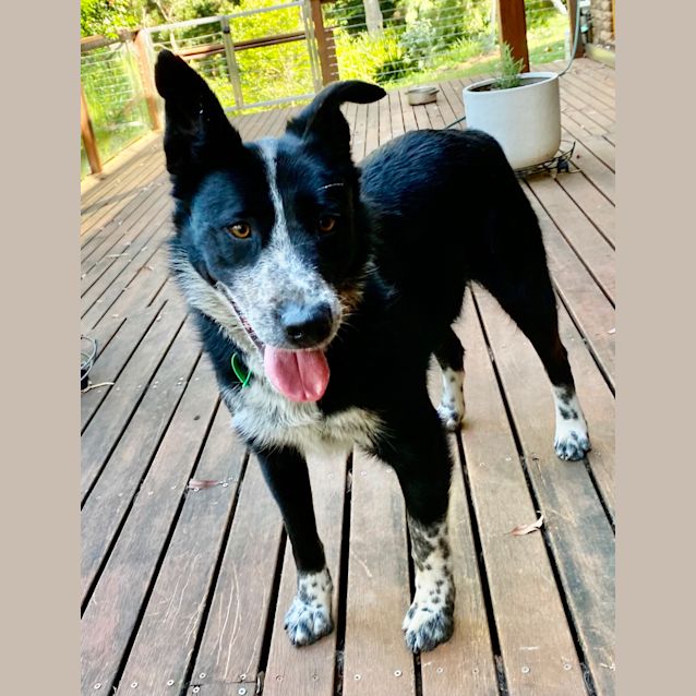 Photo of Rex