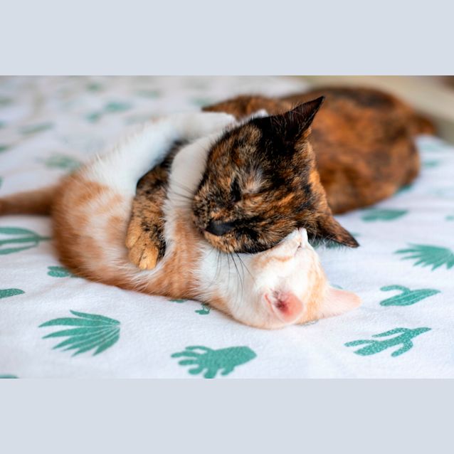 Photo of Aurora And Aster