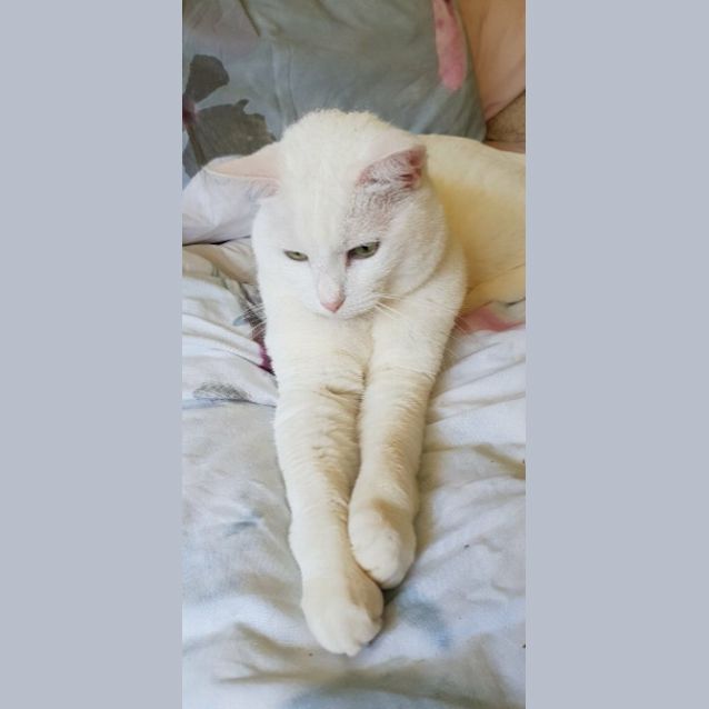 Photo of Misty