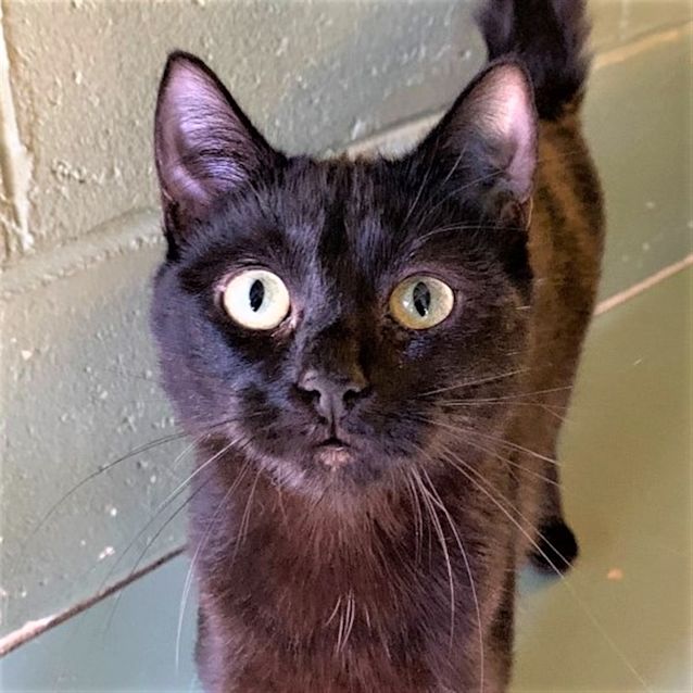 Photo of Cocoa 