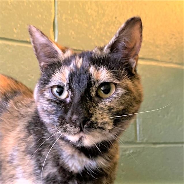 Photo of Caramel 