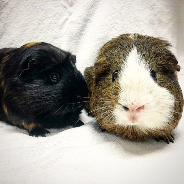 Photo of Chip & Meatball