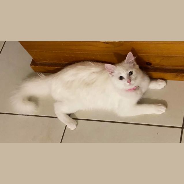 Photo of Flake 