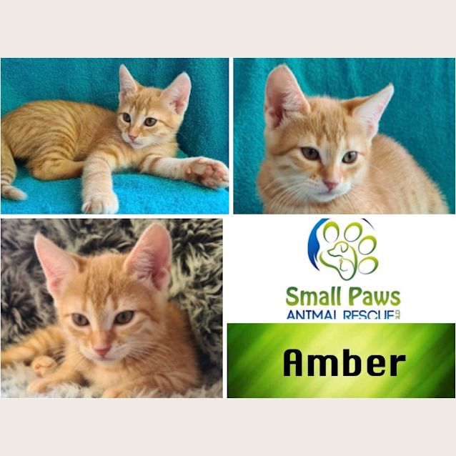 Photo of Amber
