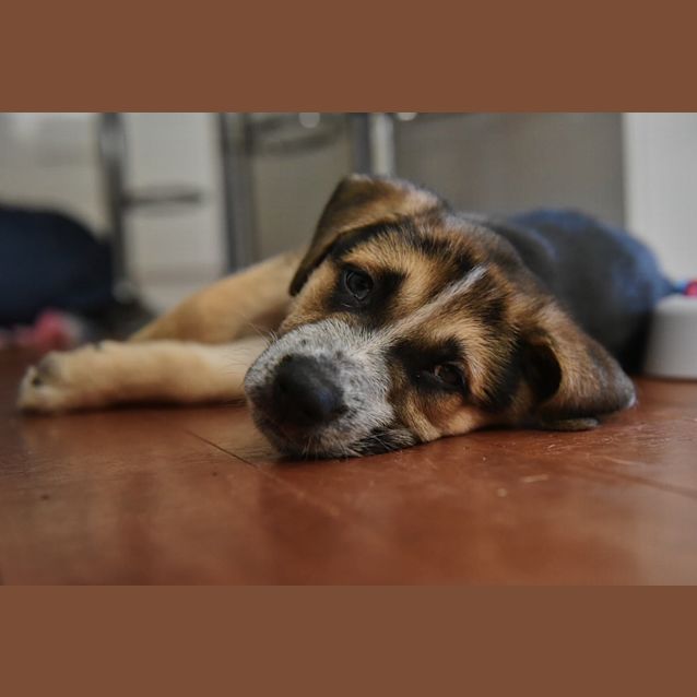 Photo of Murphy ~ Gsd X Cattle (On Trial 24/10/2020)