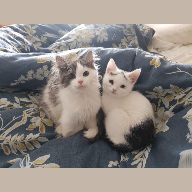 Photo of Fluffy T Rex