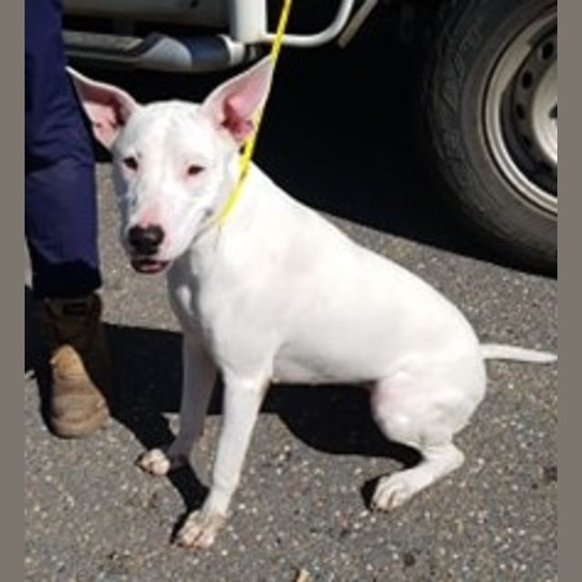 Photo of Nova