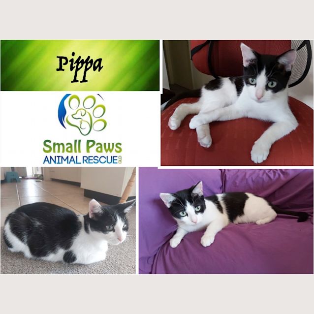 Photo of Pippa