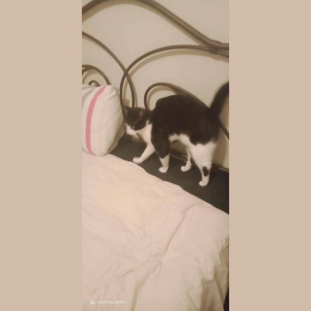 Photo of 🐾🐾🐾Sylvester🐾🐾🐾