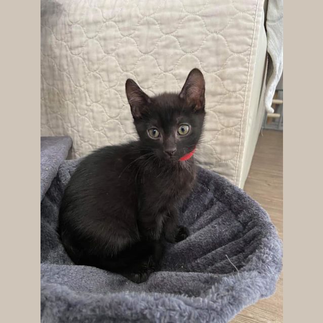 Photo of Archie 