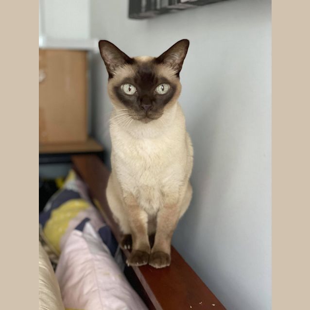 Photo of Mojo 