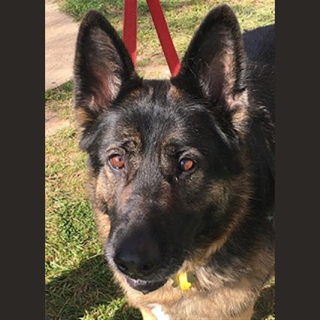 Photo of Brambles