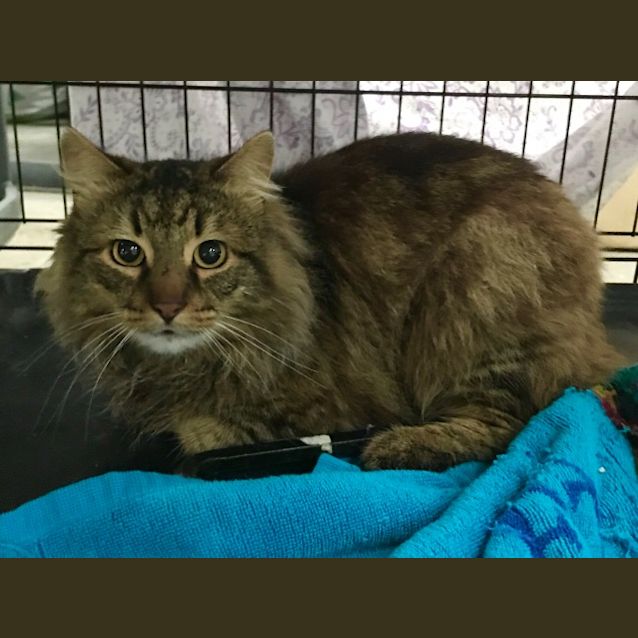Photo of George The Part Maine Coon Cat!