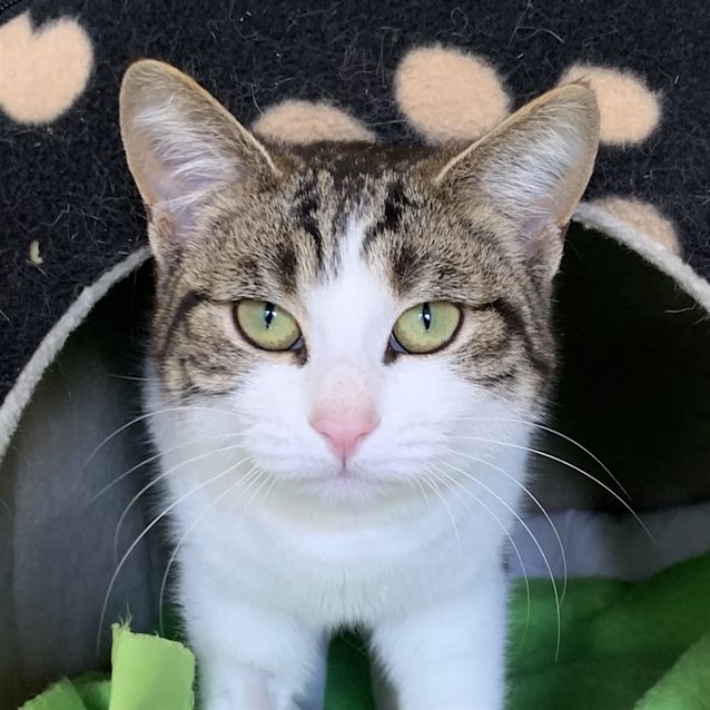 Photo of Sheba 