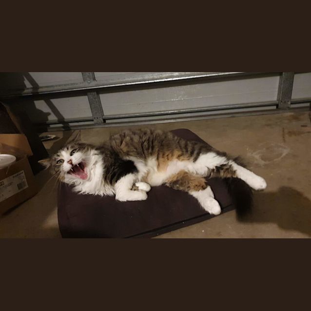 Photo of Izzy
