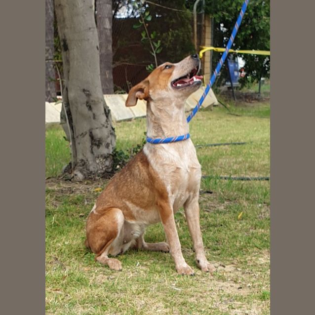 Photo of Chilli