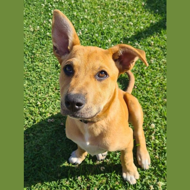 Photo of Blossom 🌟