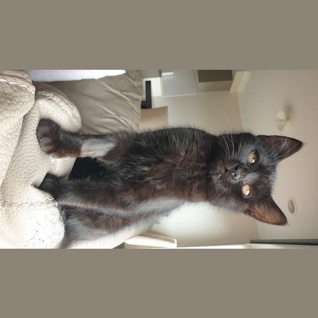 Photo of Ebony