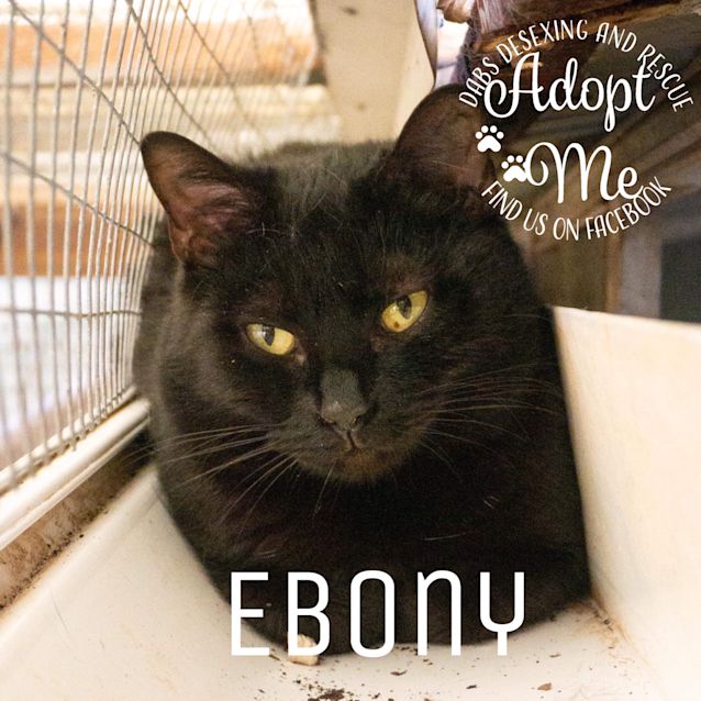 Photo of Ebony