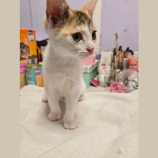 Photo of Sugar Foot