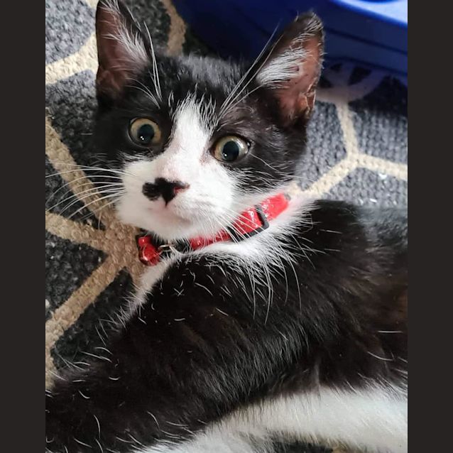 Photo of Fitz 