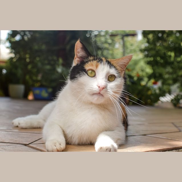 Photo of Cookie Dough