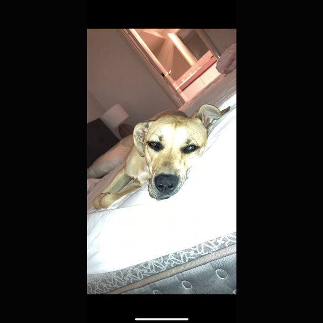 Photo of Brax Dl2258