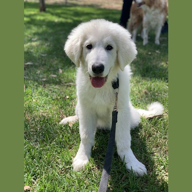 Photo of Enzo