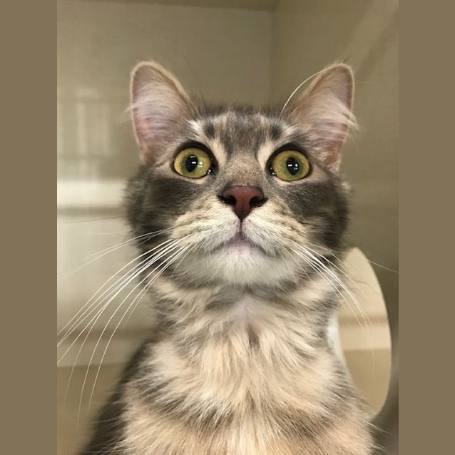 Photo of Fluffy