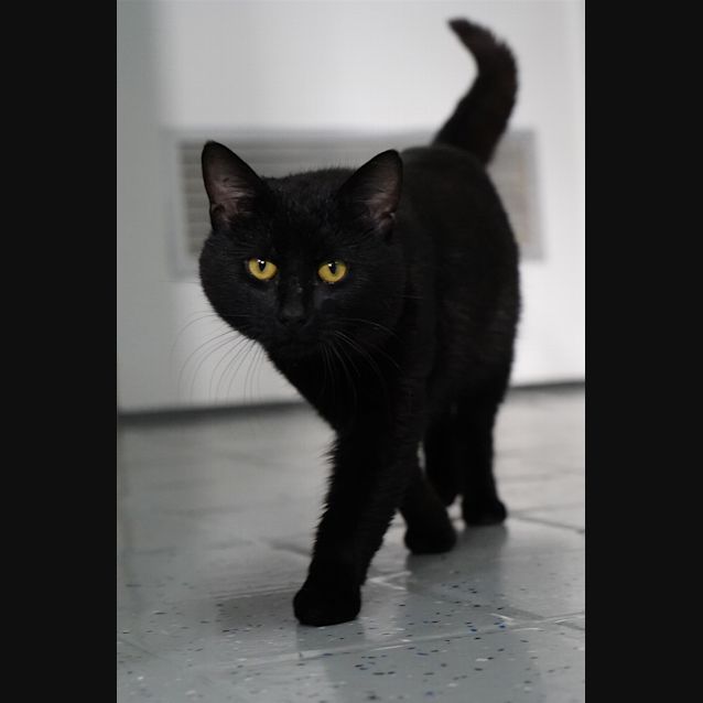 Photo of Salem